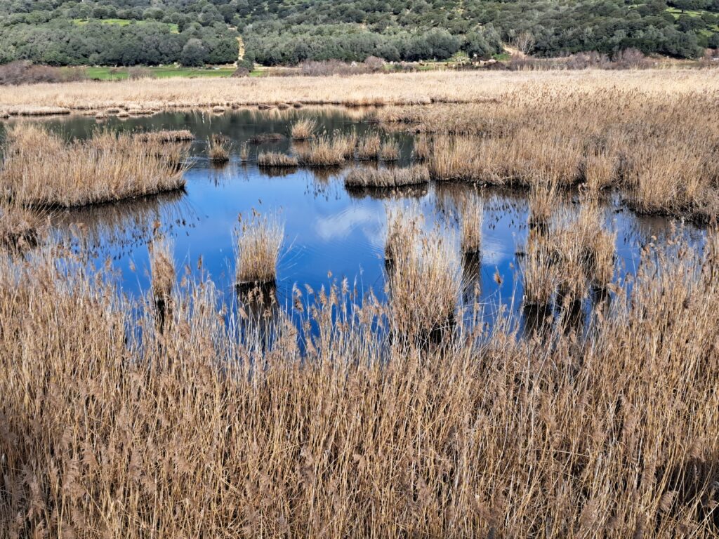 Roselière de Tanchiccia, habitat de nombreuses espèces.